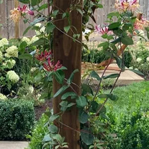 a wooden pole with a bunch of flowers growing on it